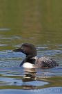 Common Loon - Northern Diver