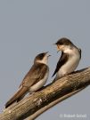 Juvenile Tree Swallows