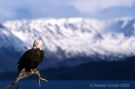 Scenic Bald Eagle and Mountains 2