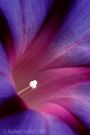 Blue and Purple Morning Glory Flower Close-up