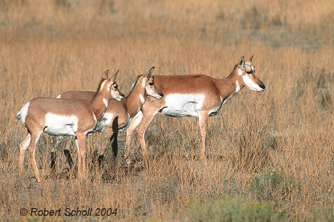 Pronghorn Antelope Doe & Fawns