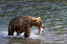 Brown Bear Eating Salmon