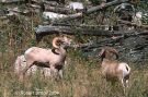 Bighorn Sheep Rams Fighting 2