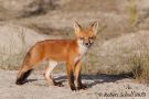 Fox Kit Standing