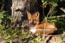 Red Fox Laying in the Woods