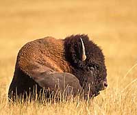 Bison Buffalo Note Card