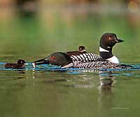 Common Loon Note Card 3