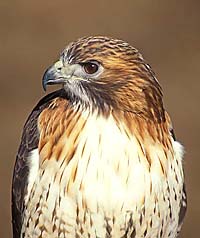Red Tailed Hawk Note Card
