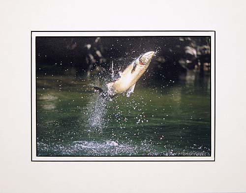 Jumping Salmon Print