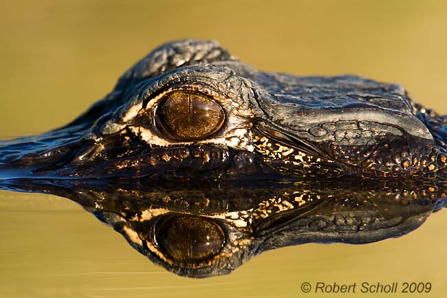 Alligator Eyes - Everglades National Park