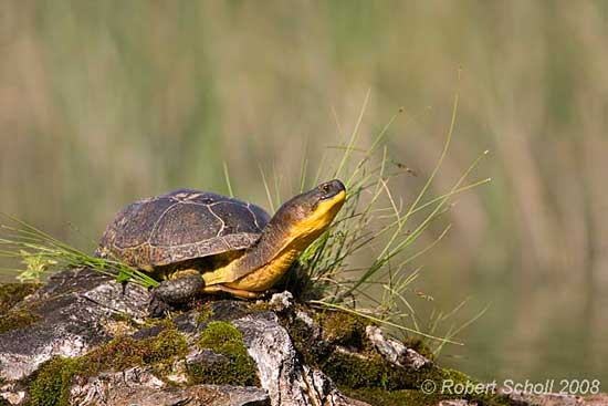 Turtle Pictures - Blanding's Turtle