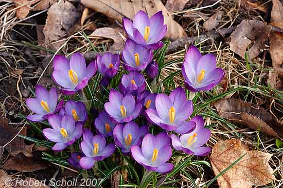 Crocus Wildflowers - Michigan Nature Photography