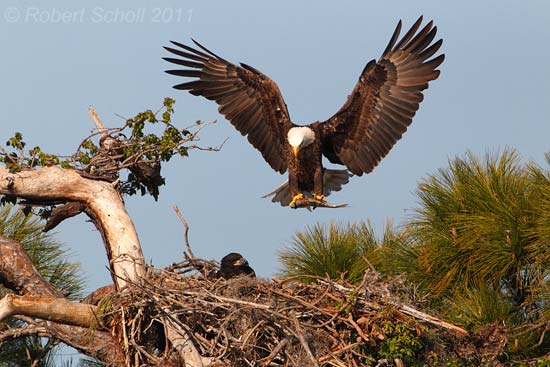 Bald Eagle Landing at Nest with a Fish
