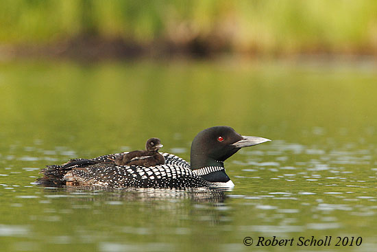 Common Loon Pictures