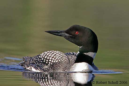 Common Loon - Nature Photography