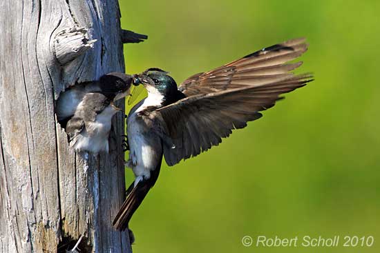 Tree Swallow feeding young - Bird Pictures