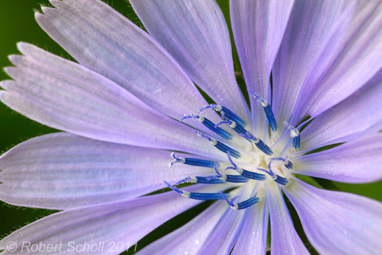 Chicory (Blue Sailors) Wildflower