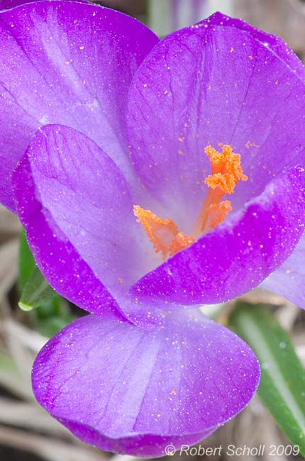 Spring Crocus Flower Close-up