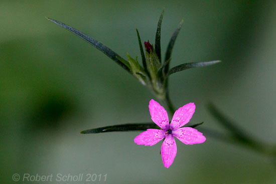 Deptford Pink Wildflower