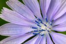 Chicory (Blue Sailors) Wildflower