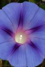 Blue and Purple Morning Glory Flower
