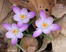 Spring Crocus Wildflowers