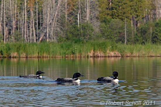 3 Common Loons