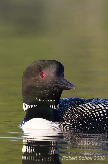 Common Loon Vertical