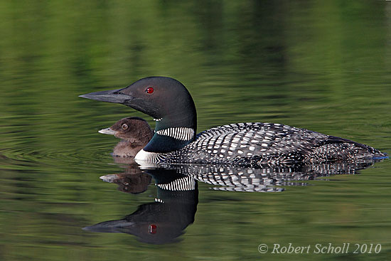 Common Loon and Baby 537
