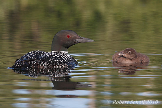 Common Loon and Chick 496