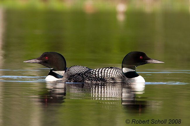 Pair of Common Loons