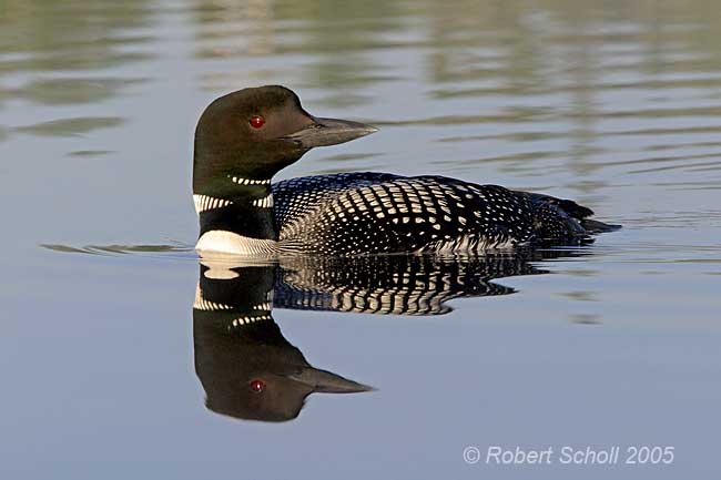 Common Loon with Reflection