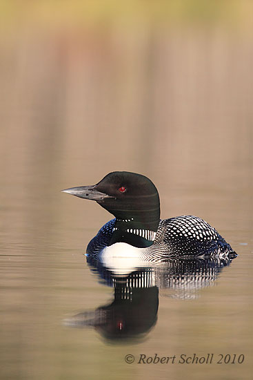 Common Loon 043