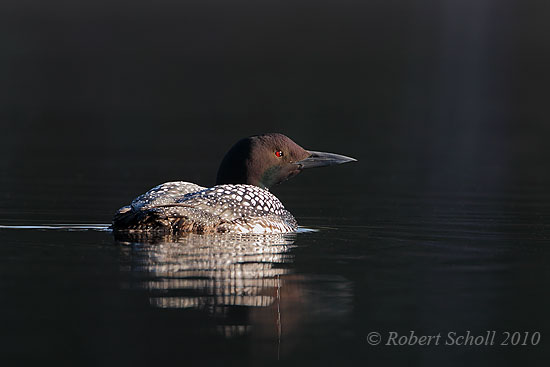 Loon Into the Shadows
