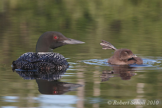 Adult Loon with Chick