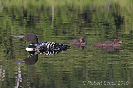 Adult Loon with Babies