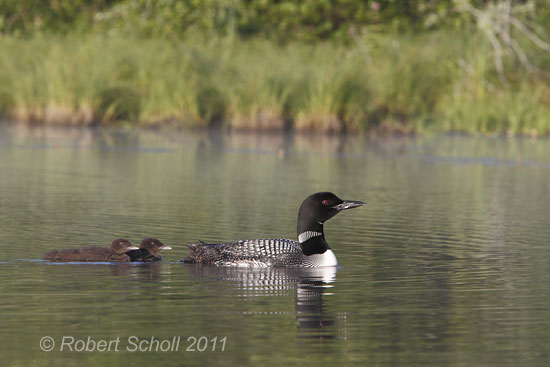 Loon with 2 week old chicks
