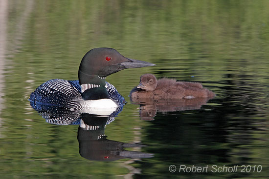 Adult Loon with Baby