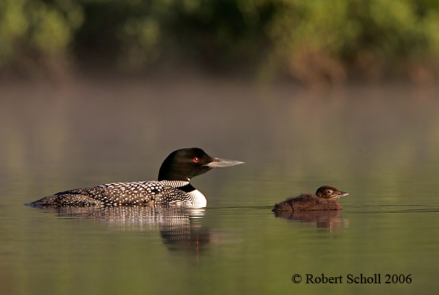 Common Loon and Baby