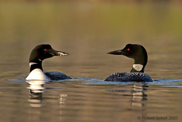 Common Loon Faceoff
