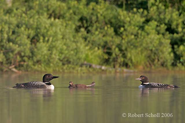 Common Loons with Chick