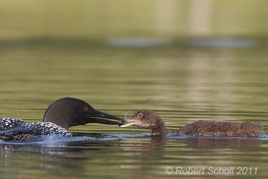 Loon Feeding Young Chick