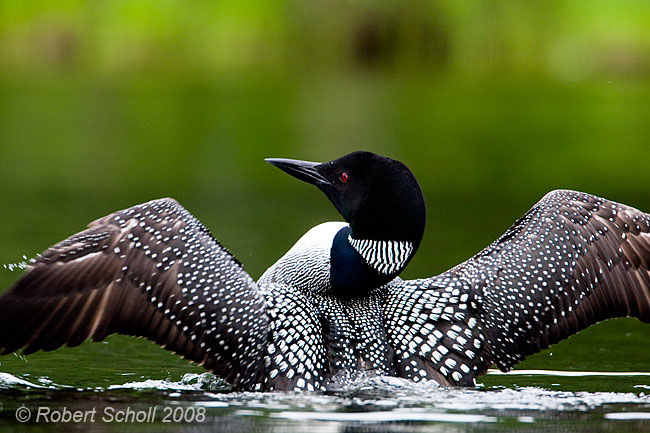 Loon with Spread Wings