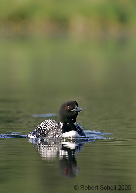 Common Loon - Great Northern Diver