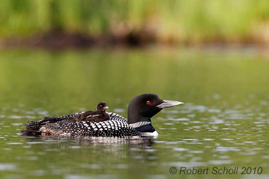 Loon with Riding Chick 883