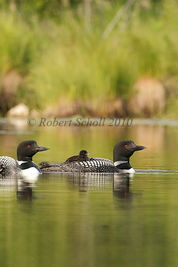 Common Loons with Riding Baby