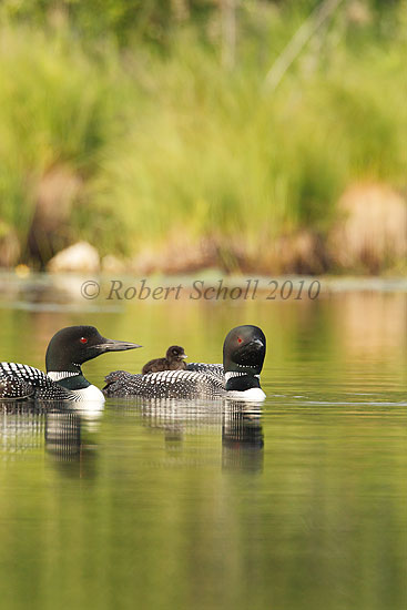Common Loons and Riding Baby
