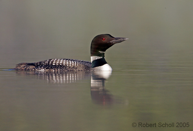 Misty Morning Common Loon