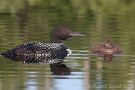 Baby Loon and Mother