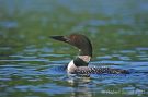 Common Loon Close-up
